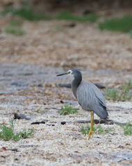 Egretta novaehollandiae