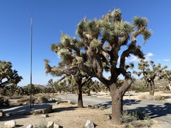 Yucca brevifolia
