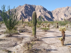 Carnegiea gigantea
