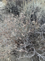 Eriogonum nummulare