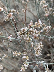 Eriogonum nummulare