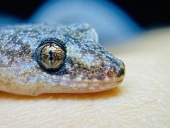 Christinus marmoratus