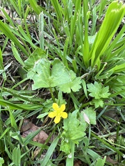Ranunculus muricatus