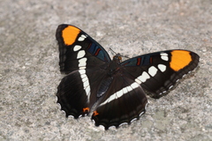 Adelpha eulalia
