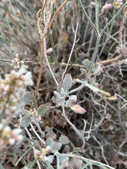 Eriogonum nummulare