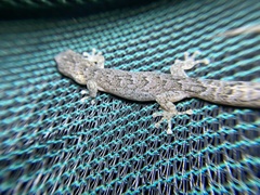 Christinus marmoratus