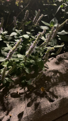Agastache foeniculum
