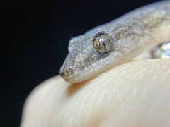 Christinus marmoratus