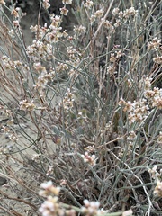 Eriogonum nummulare