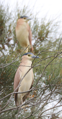 Nycticorax caledonicus