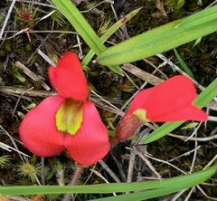 Kennedia prostrata