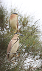 Nycticorax caledonicus