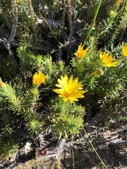 Osteospermum subulatum
