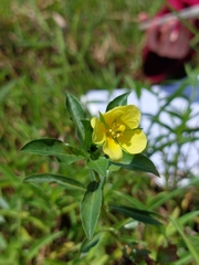 Ludwigia taiwanensis