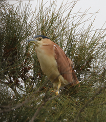 Nycticorax caledonicus
