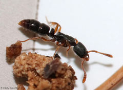 Ponera pennsylvanica