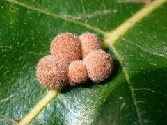 Atrusca carolina