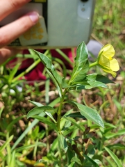 Ludwigia taiwanensis