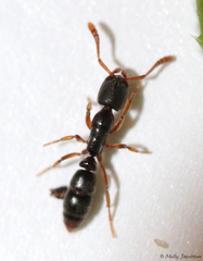 Ponera pennsylvanica