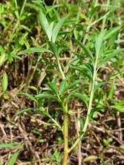 Ludwigia taiwanensis