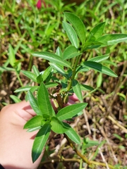 Ludwigia taiwanensis