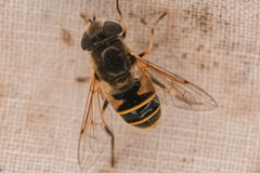 Eristalis hirta