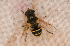 Eristalis hirta