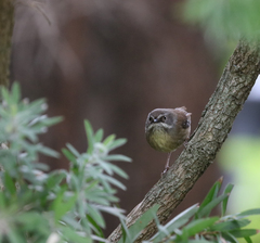 Sericornis frontalis
