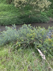 Genista linifolia
