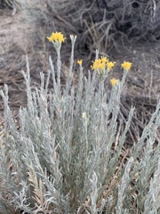 Tetradymia canescens