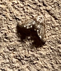 Petrophila fulicalis