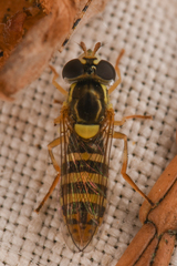 Sphaerophoria sulphuripes