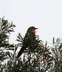 Anthochaera chrysoptera