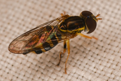 Toxomerus occidentalis