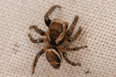 Evarcha proszynskii