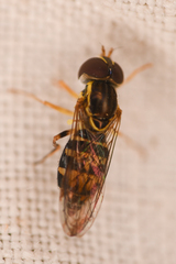 Toxomerus occidentalis