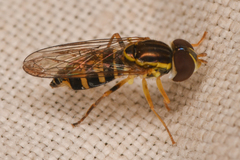 Toxomerus occidentalis