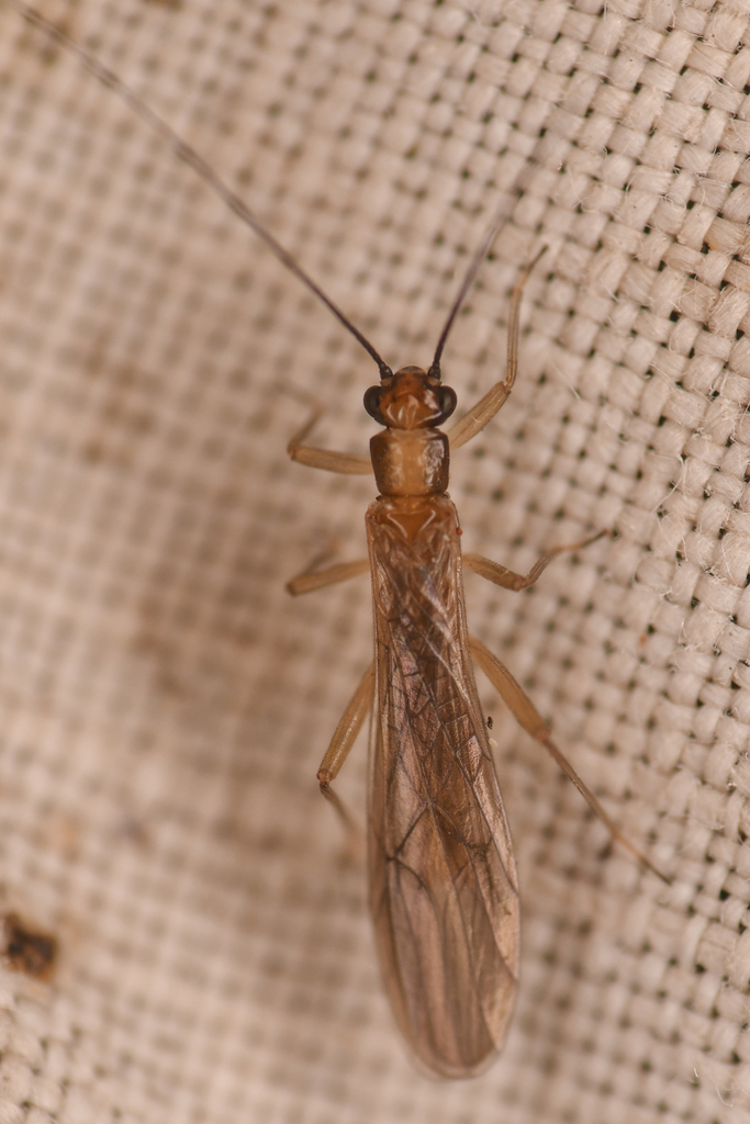 California Forestfly