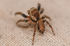 Evarcha proszynskii