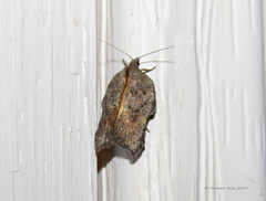 Acleris effractana