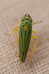 Graphocephala atropunctata