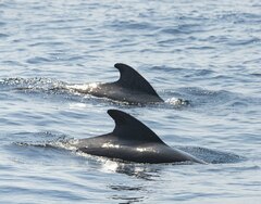 Globicephala macrorhynchus