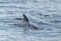 Globicephala macrorhynchus