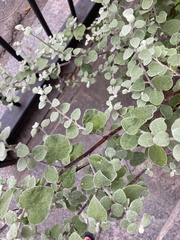 Dichondra argentea
