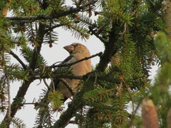 Coccothraustes coccothraustes