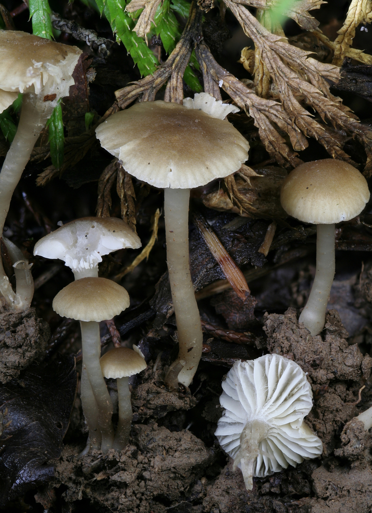 Camarophyllopsis sp. 'AL01'