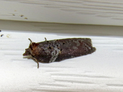 Acleris celiana