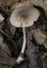 Volvariella