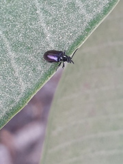 Lemini