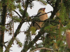 Coccothraustes coccothraustes